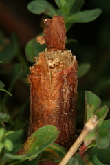 Chamaesphecia nigrifrons
