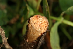 Chamaesphecia nigrifrons