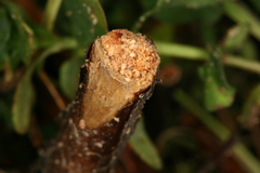 Chamaesphecia nigrifrons