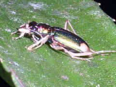 Tetracha