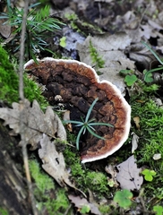 Gloeophyllum sepiarium