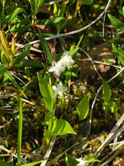 Maianthemum trifolium