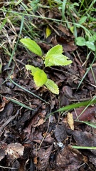 Caldcluvia paniculata