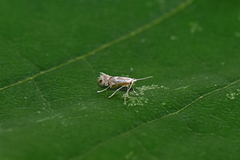 Phyllonorycter maestingella