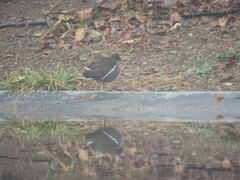 Gallinula chloropus