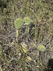 Opuntia caracassana