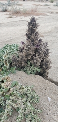 Aphyllon cooperi