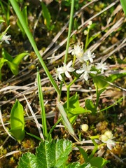 Maianthemum trifolium