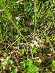 Maianthemum trifolium