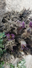 Aphyllon cooperi