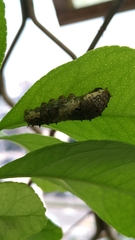 Papilio demoleus