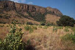 Protea gaguedi