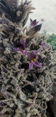 Aphyllon cooperi
