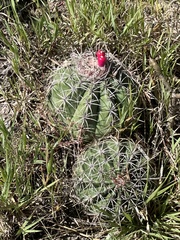 Melocactus curvispinus