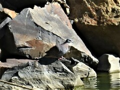 Columba guinea phaeonota