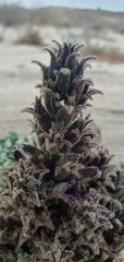 Aphyllon cooperi