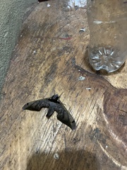 Adhemarius sexoculata