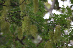 Alvaradoa amorphoides