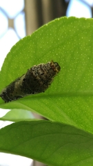 Papilio demoleus