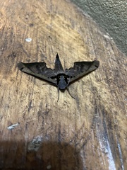 Adhemarius sexoculata