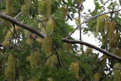 Alvaradoa amorphoides