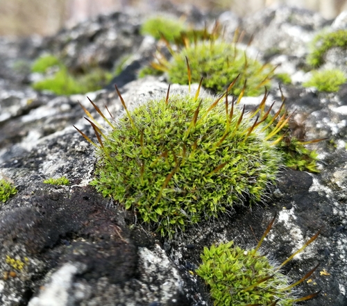 skrútenec múrový pravý (Tortula muralis muralis)