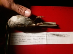 Zonotrichia albicollis