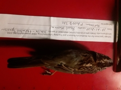 Zonotrichia albicollis