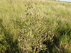 Lactuca canadensis