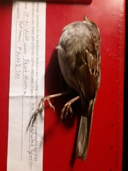 Zonotrichia albicollis