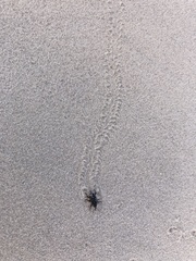 Sphenophorus cariosus