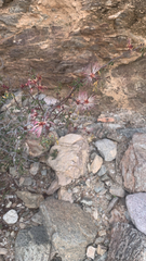 Calliandra eriophylla