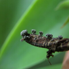 Physarum polycephalum