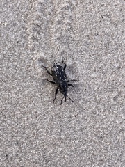Sphenophorus cariosus