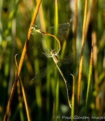 Ischnura aurora aurora