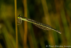 Ischnura aurora aurora