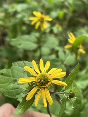 Leptocarpha rivularis