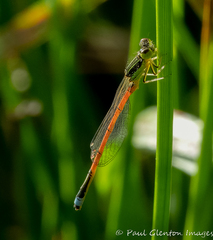 Ischnura aurora aurora