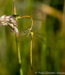 Ischnura aurora aurora