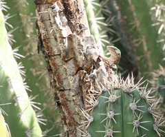 Cnemidophorus arubensis