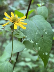 Leptocarpha rivularis