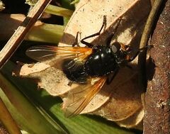 Mesembrina meridiana