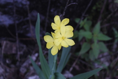 Sisyrinchium macrophyllum