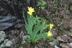 Sisyrinchium macrophyllum