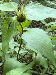 Leptocarpha rivularis