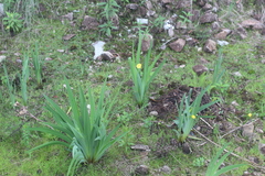 Sisyrinchium macrophyllum