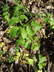 Aegopodium