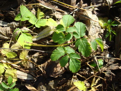 Aegopodium