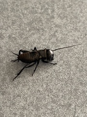 Gryllus campestris