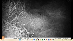 Didelphis virginiana